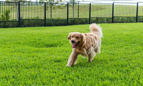 a dog running in a dog park
