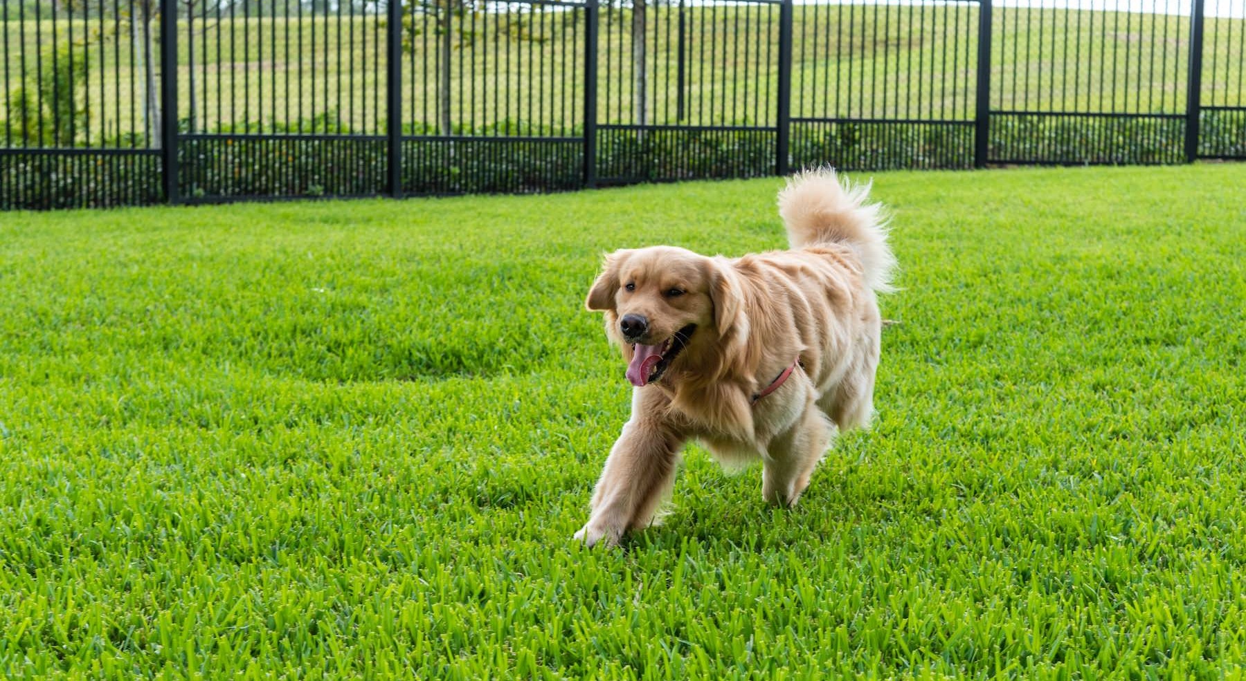 a dog running in a dog park