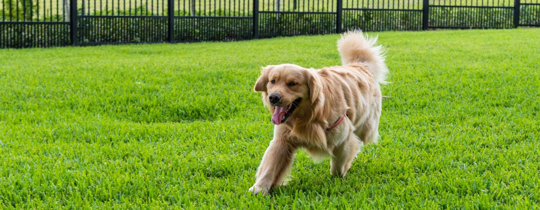 a dog running in a dog park