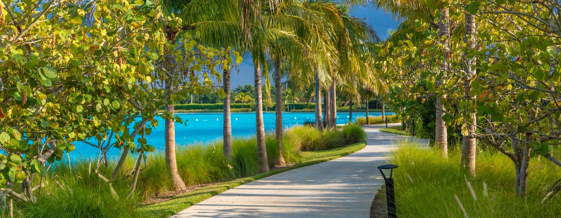a path with palm trees along it
