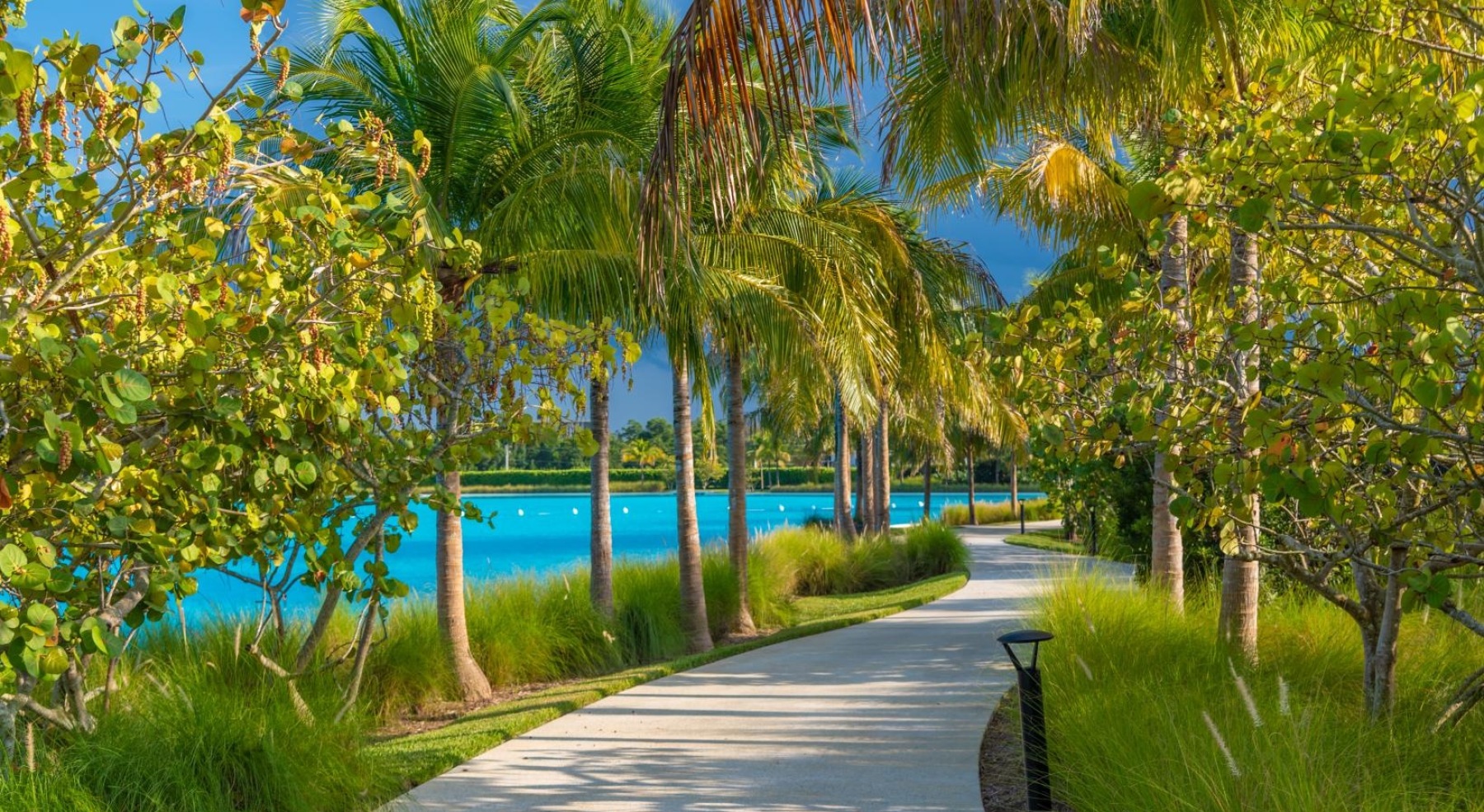 a walking path with trees